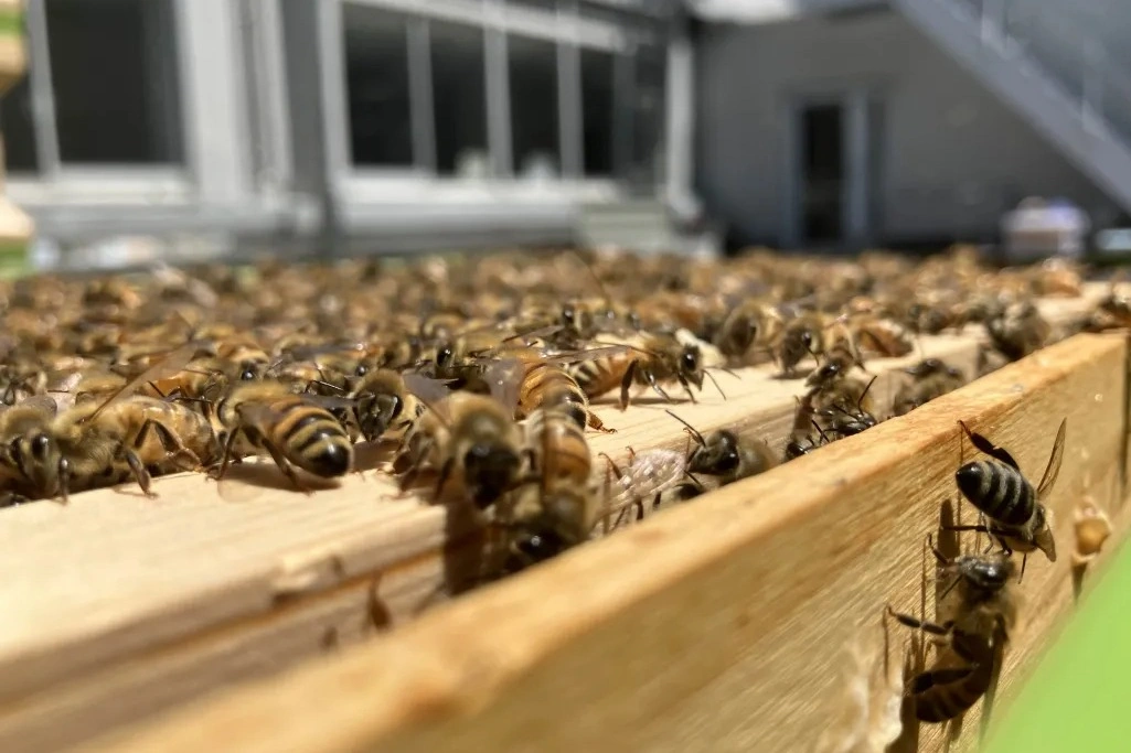 Urban Bee Club